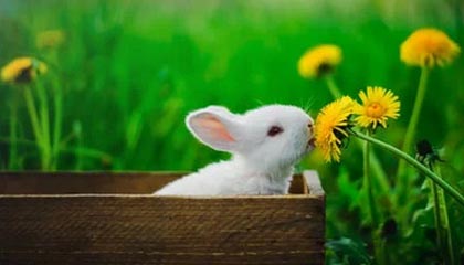 从茶园到茶桌：广佛精品茶室的选茶标准